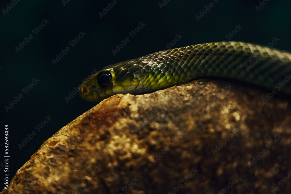 snake in zoo snake in zoo