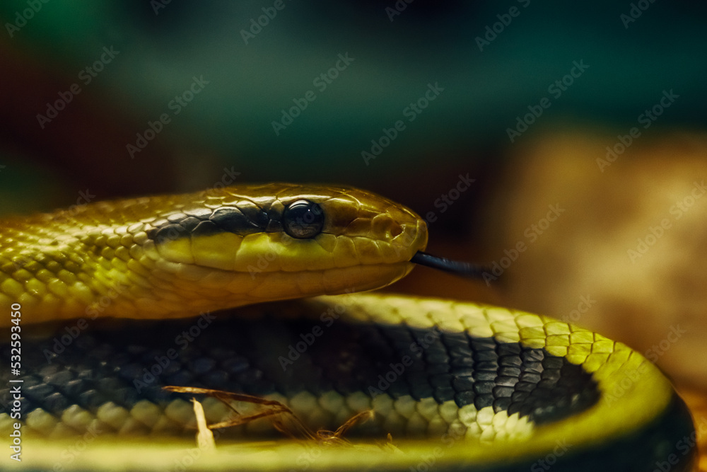 snake sticking out tongue in zoo snake sticking out tongue in zoo