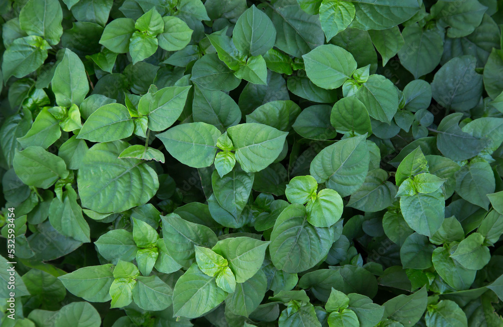 Green Leaves background,Creative layout made of green leaves. Flat lay. Nature concept Green Leaves background,Creative layout made of green leaves. Flat lay. Nature concept