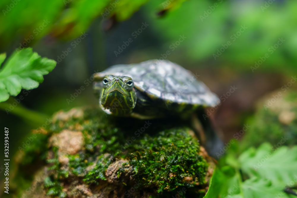 Mississippi red-eared turtle in zoo Mississippi red-eared turtle in zoo