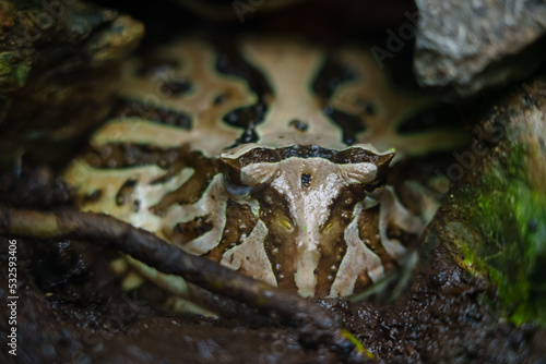 Horned frog hiding behind plants in zoo photo