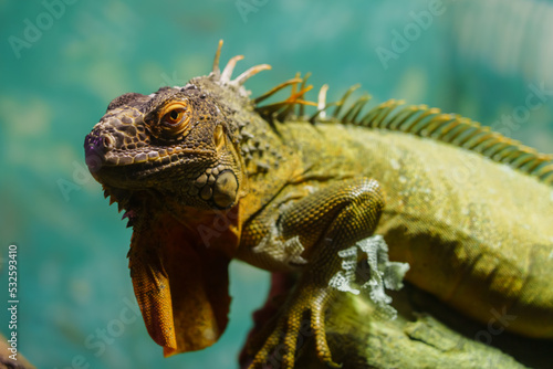 Green iguana kept indoors under UV light in zoo
