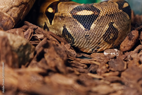 boa snake in zoo
