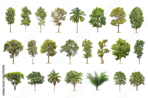 Isolated big tree on white background  The collection of trees. Large trees database Botanical garden organization elements of Asian nature in Thailand 