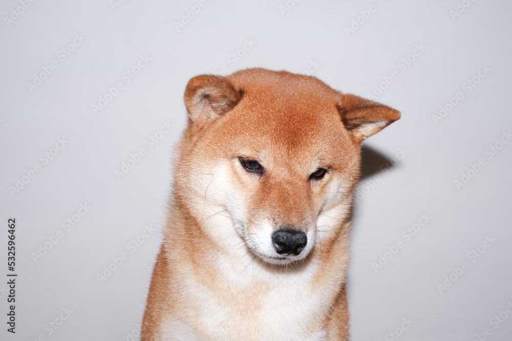 Dog waiting for food Dog waiting for food