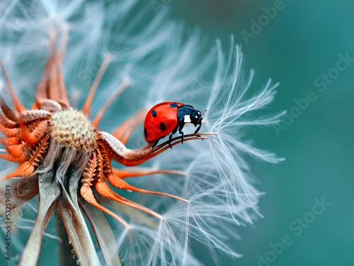 Fotografia Close-up Of Ladybug On Flower