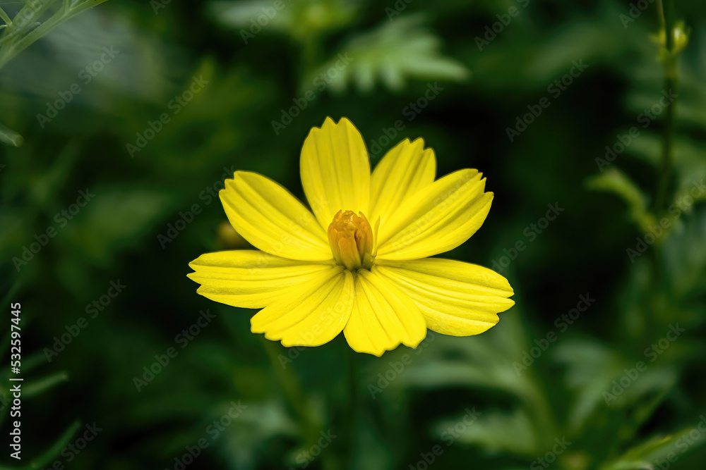 Obraz premium A single yellow daisy