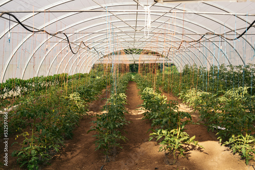 Tomato plants in an ecological greenhouse 