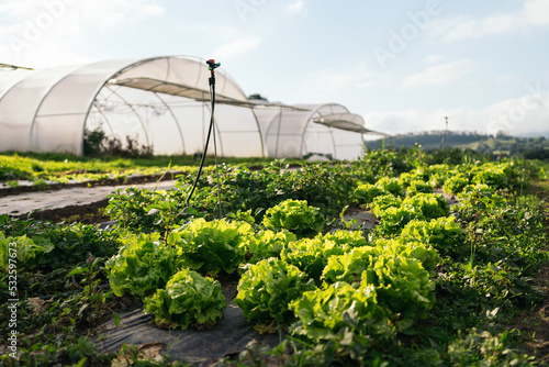 Lettuce growing field on an ecological garden photo