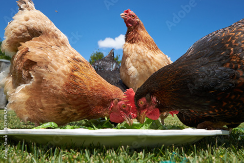 Chickens eating plate of snacks 