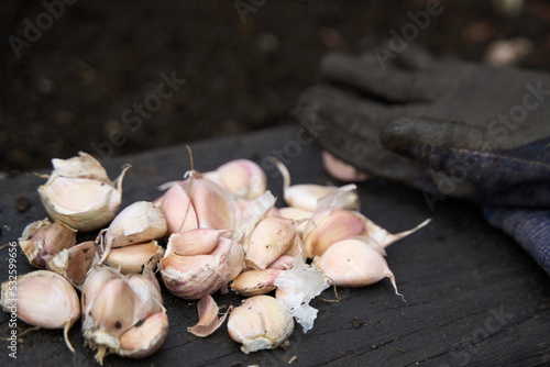 Wallpaper Mural Selected garlic cloves for planting Torontodigital.ca