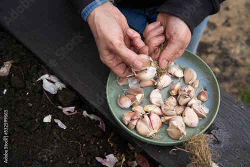 Gardner sorting garlic cloves photo