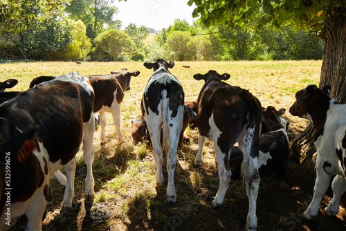 Herd of young dairy calves