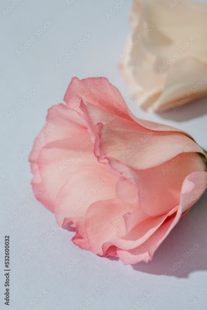 Lisianthus Lisianthus
