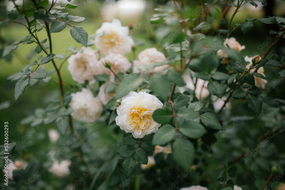 Bush with pink roses
