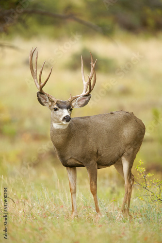 Large Mule Deer buck in a meadow during he autumn deer hunting season