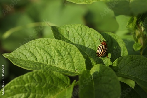 Colorado potato beetle on green plant outdoors, closeup