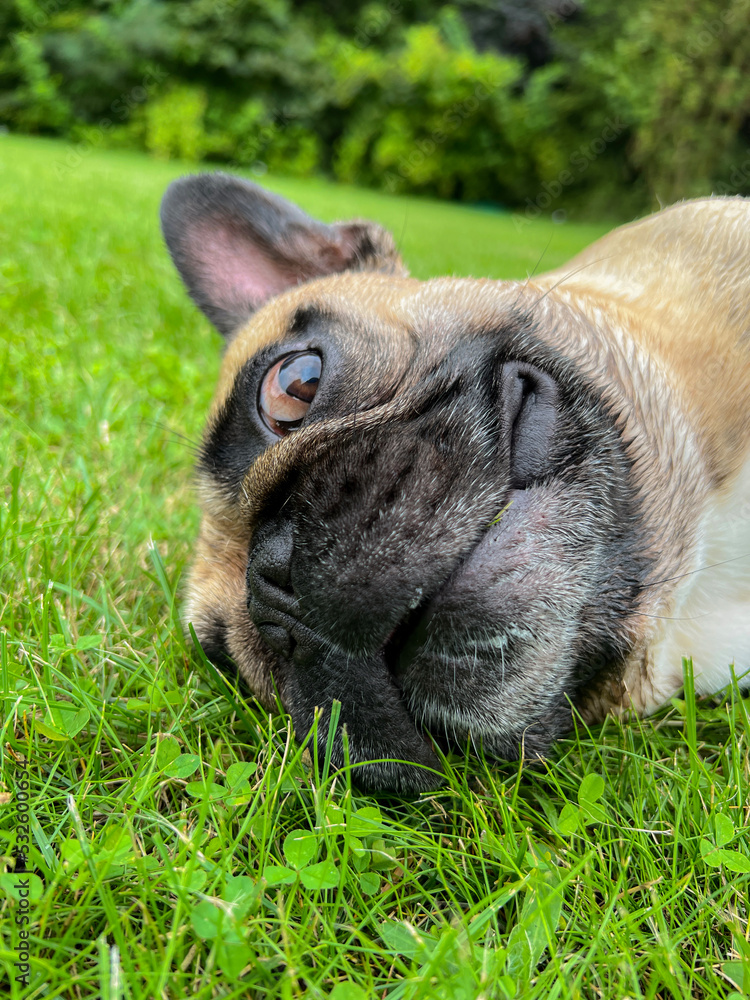 Happy Pug on grass portrait