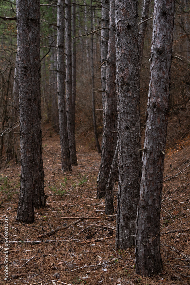 autumn forest of pine trees, fall leaves, landscape autumn forest of pine trees, fall leaves, landscape