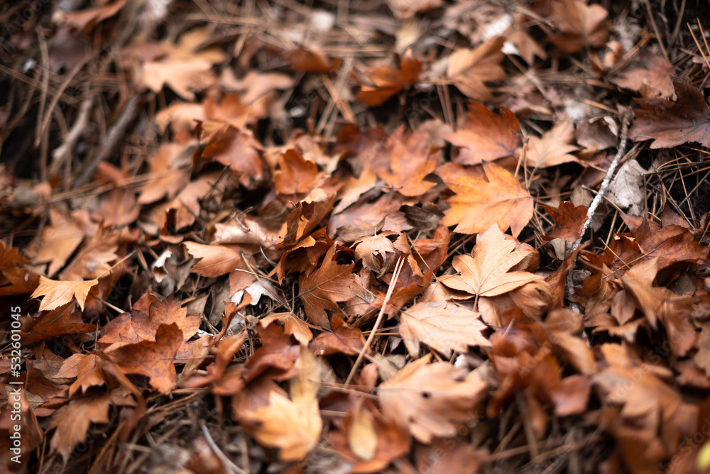 Autumn background with golden fall leafs in the forest Autumn background with golden fall leafs in the forest