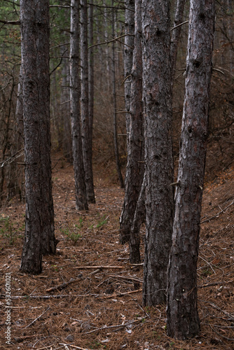 Wallpaper Mural autumn forest of pine trees, fall leaves, landscape Torontodigital.ca