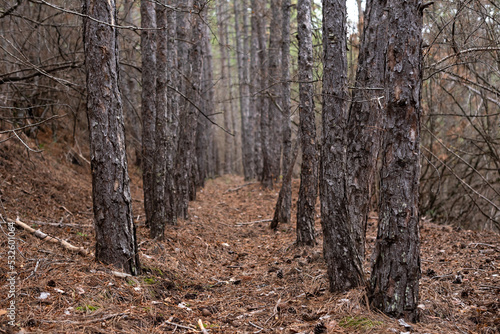 autumn forest of pine trees  fall leaves  landscape