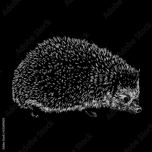 Hedgehog hand drawing vector illustration isolated on black background