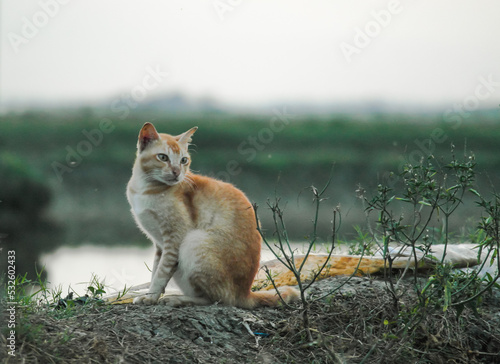 Portrait Of Cat On Field Fototapet