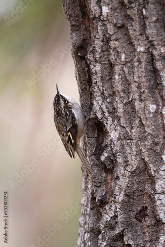 Brown Creeper or American Treecreeper on the Side of a Tree Trunk