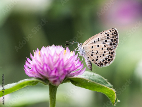 Pale grass blue butterfly on amaranth flower © Hanstography