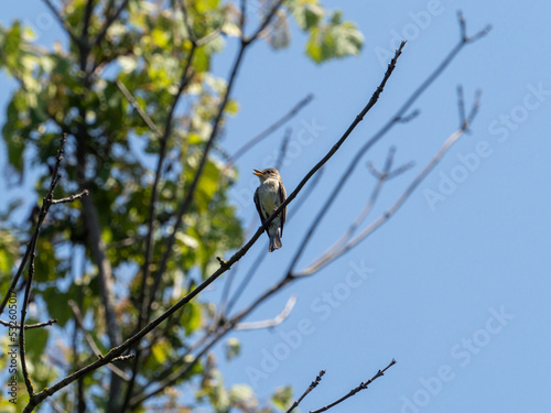 Eastern Wood-Pewee on a small branch