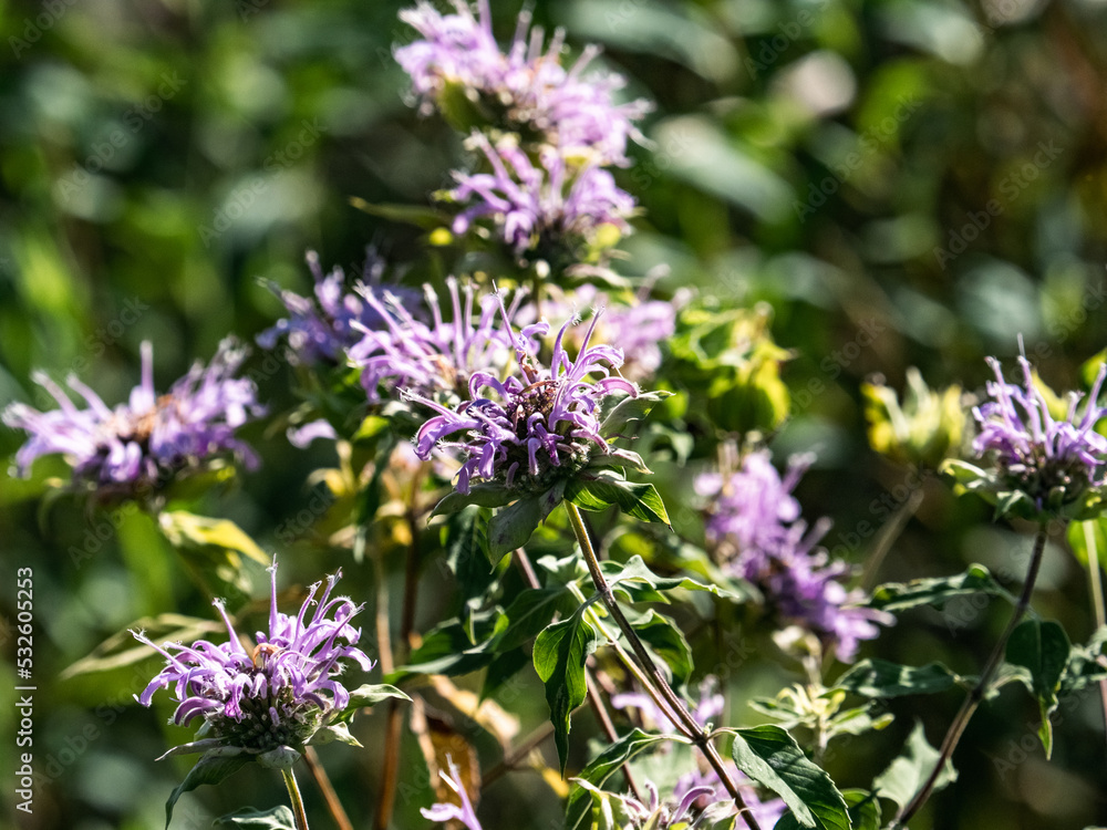 Wild Bergamot flowers in bloom 1 Wild Bergamot flowers in bloom 1