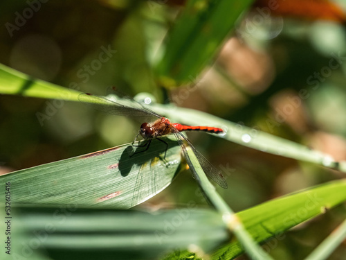 Meadowhawk Dragonfly on a leaf 1 photo