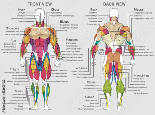 The graphic shows the location of the muscles of the human body with their names on a gray background Fototapet