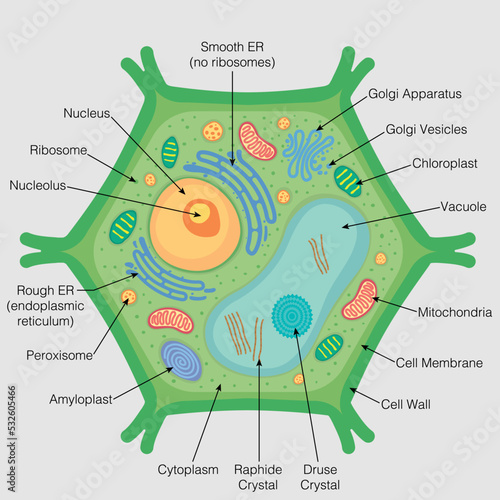 The graphic shows the parts of the plant cell with their names on a gray background. Vector image