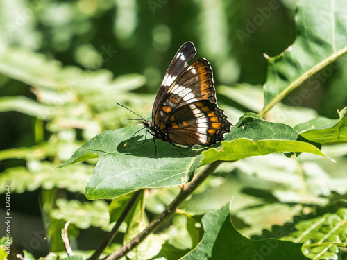 American White Admiral butterfly on a leaf