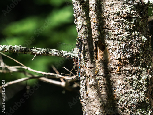 Canada darner dragonfly resting on a tree wide
