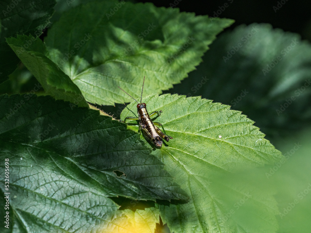 Wingless Mountain Grasshopper resting on a leaf Wingless Mountain Grasshopper resting on a leaf