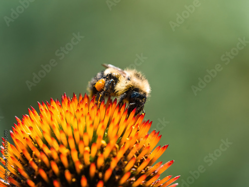 Western Honey Bee on lavender daisy