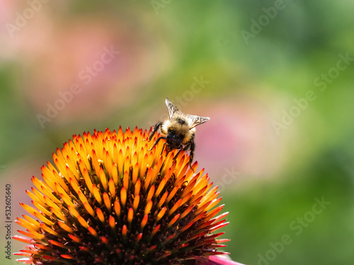 Western Honey Bee on lavender daisy