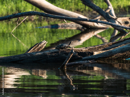 Ouachita Map Turtle on a Mississippi river log 1
