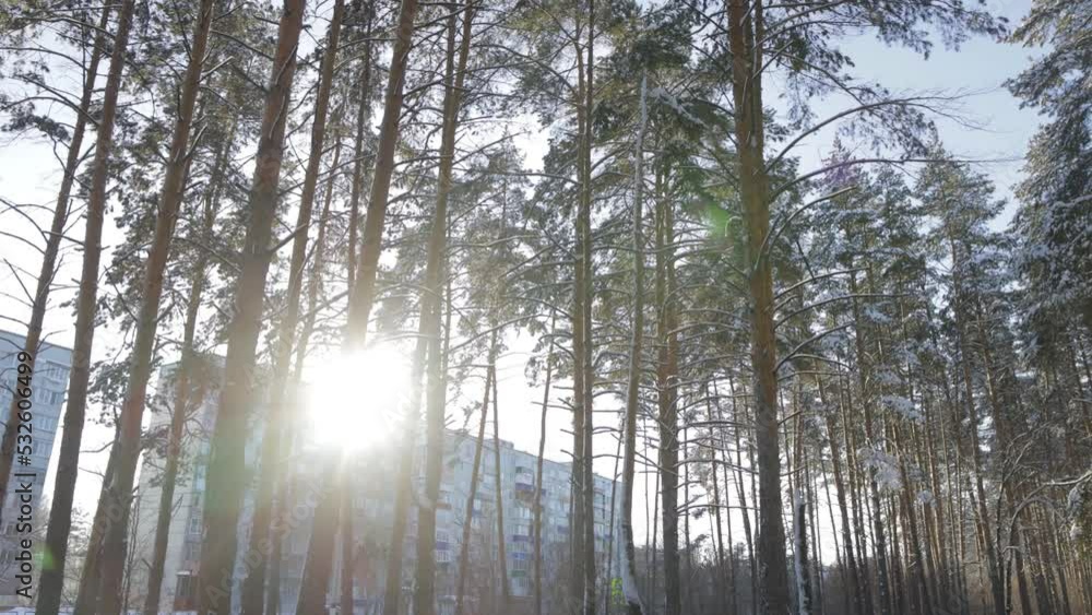 pine forest on a sunny winter day pine forest on a sunny winter day