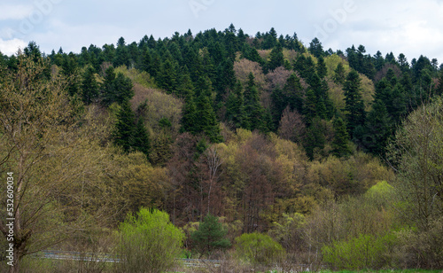 Bright dense forest with trees and green bushes.