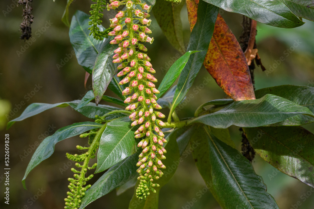 Athertonia Dversifolia, Atherton Oak flower 