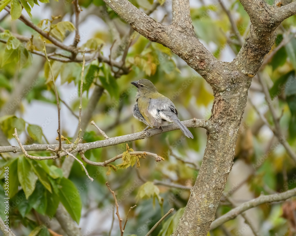 Saltator Striatipectus, Streacked Saltator perched on a Guamo tree, Inga Codonantha, on a cloudy day. Saltator Striatipectus, Streacked Saltator perched on a Guamo tree, Inga Codonantha, on a cloudy day.