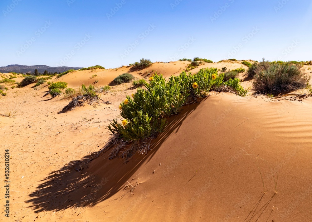 Coral Pink Sand Dunes