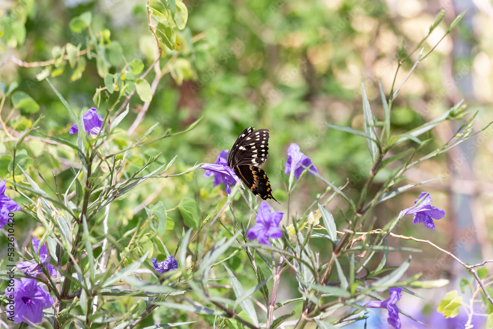 Papilio polyxenes black swallowtail butterfly flaunts delicate spotted wings while gathering nutritious pollen from a purple flower Papilio polyxenes black swallowtail butterfly flaunts delicate spotted wings while gathering nutritious pollen from a purple flower