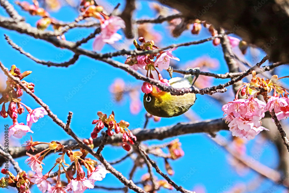 The Japanese White-eye on a branch The Japanese White-eye on a branch