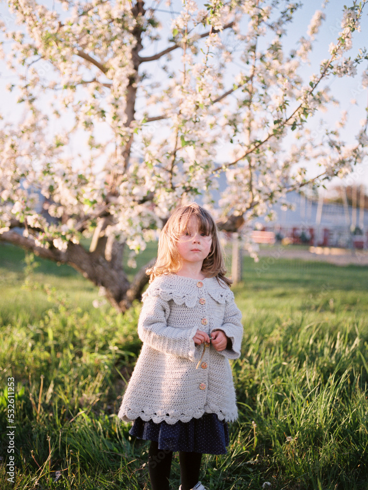 toddler standing in front of a blooming apple tree on a spring evening toddler standing in front of a blooming apple tree on a spring evening