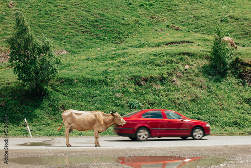 a cow stands on a mountain road near a passing car photo